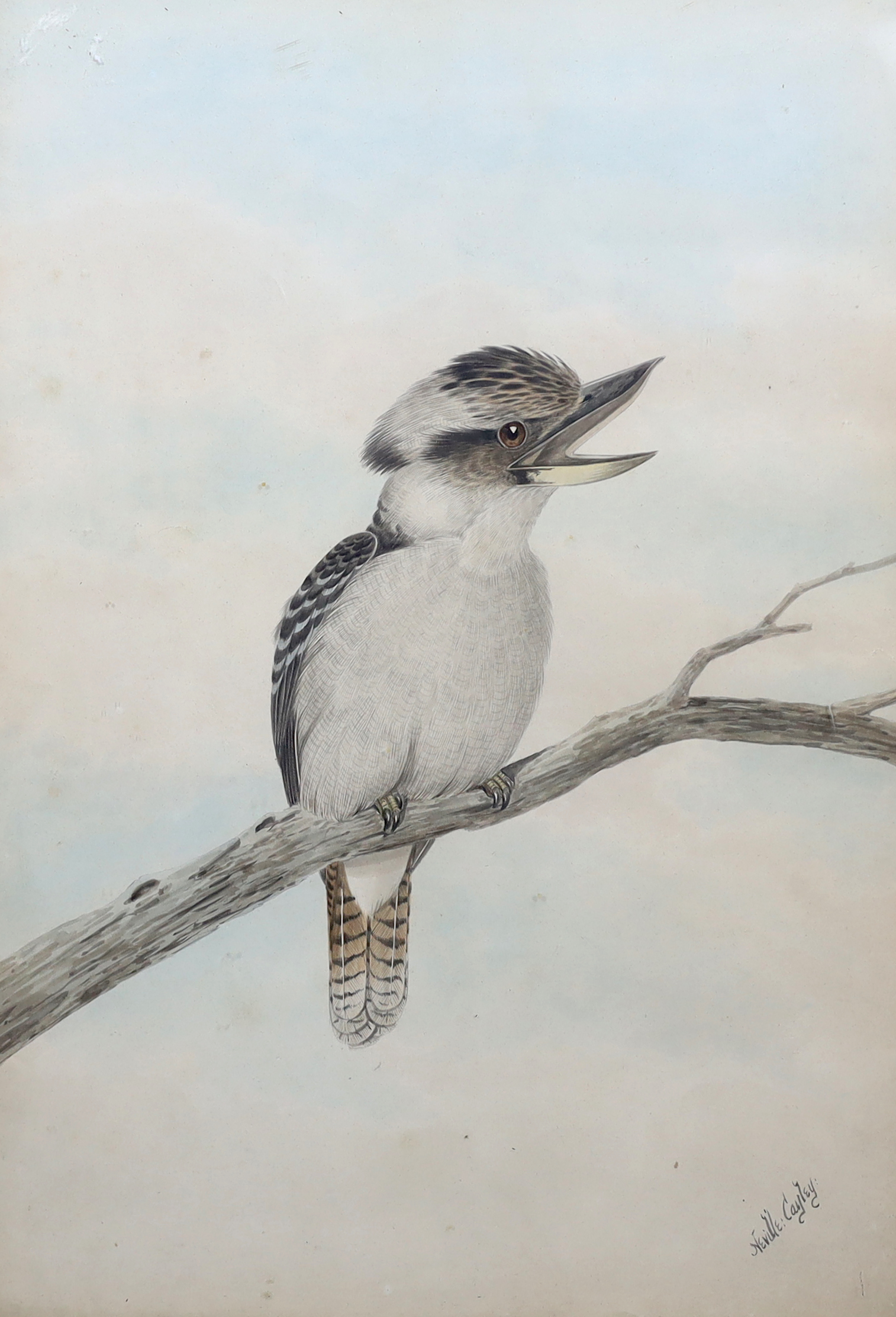 Neville William Cayley (Australian, 1886-1950), Study of a Cookaburra on a branch, watercolour, 56 x 39.5cm